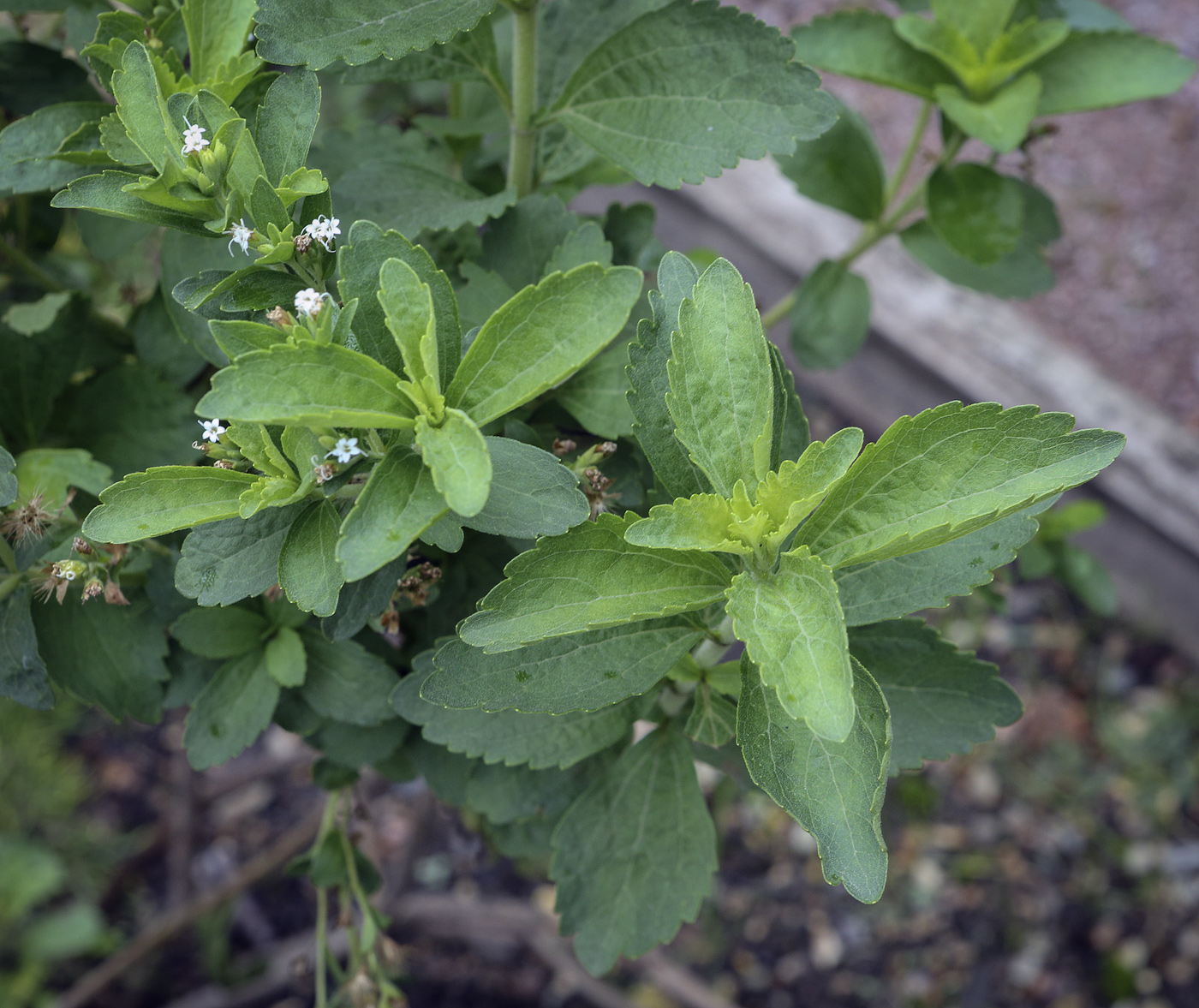 Изображение особи Stevia rebaudiana.