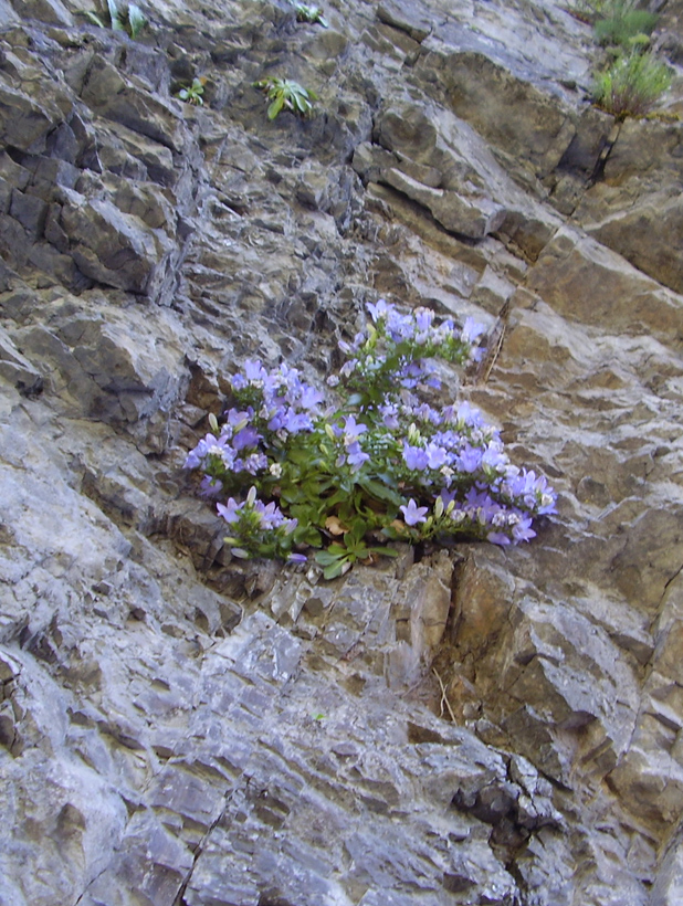 Image of Campanula mirabilis specimen.