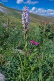 Смотреть изображение Gymnadenia conopsea