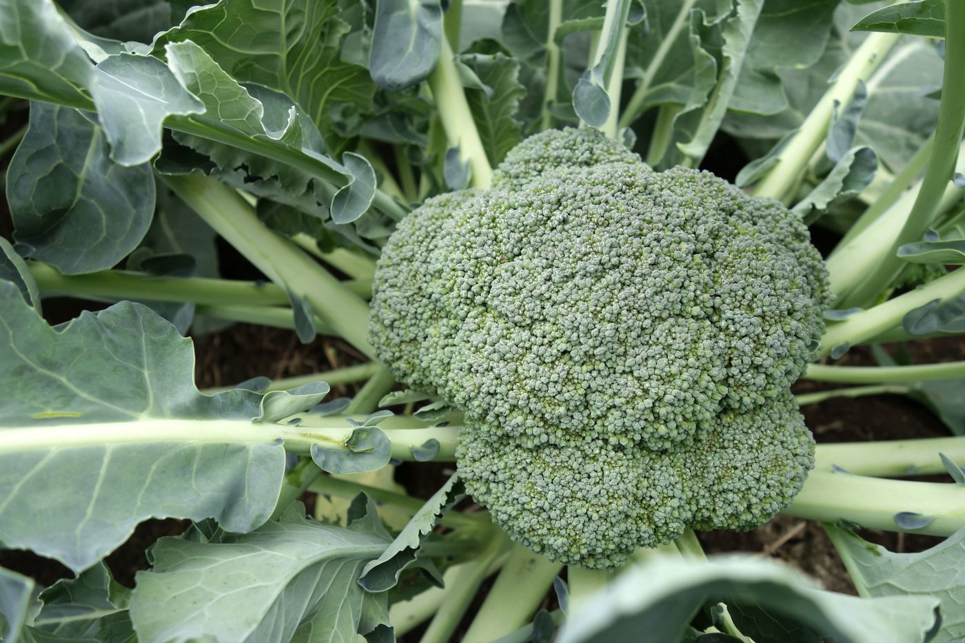 Изображение особи Brassica oleracea var. italica.