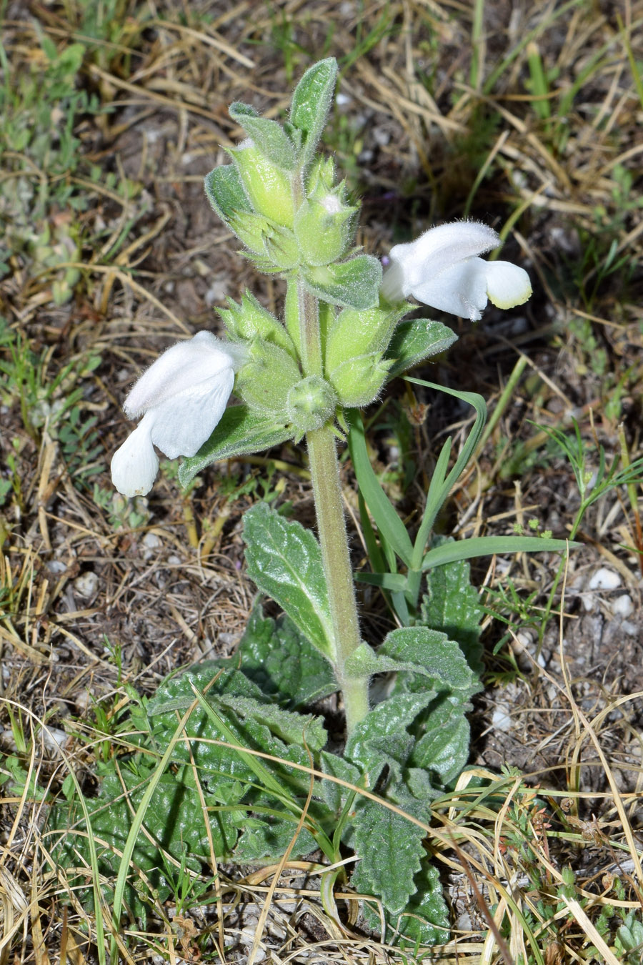 Image of Phlomoides labiosa specimen.