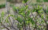 Spiraea hypericifolia