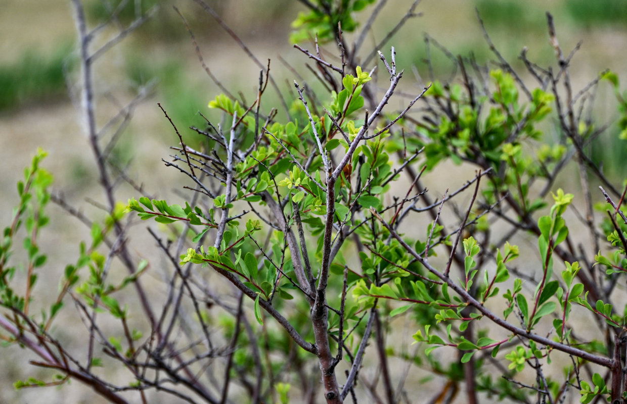 Image of Spiraea hypericifolia specimen.