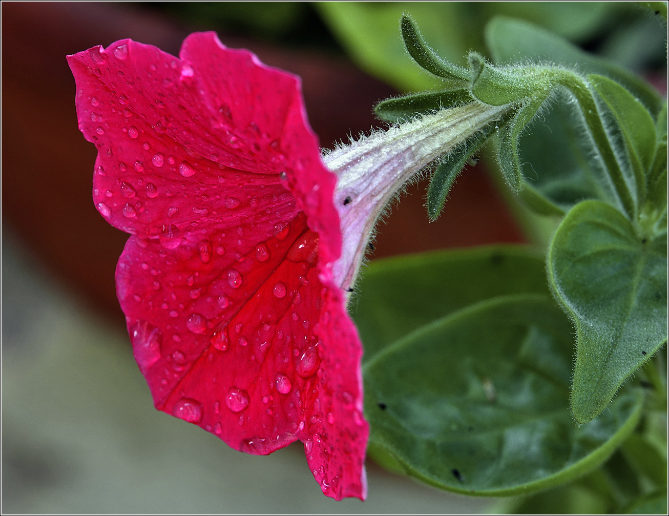 Image of Petunia &times; hybrida specimen.