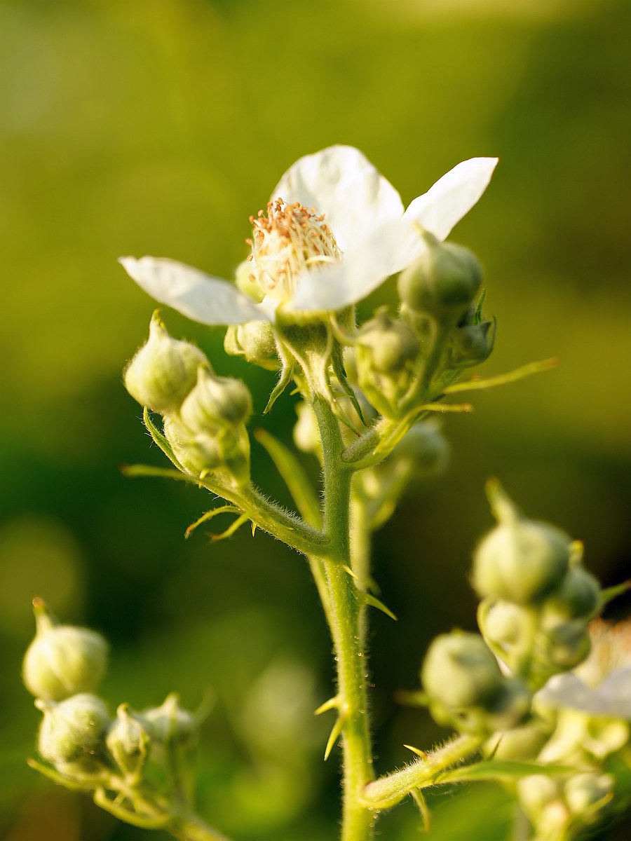 Изображение особи род Rubus.