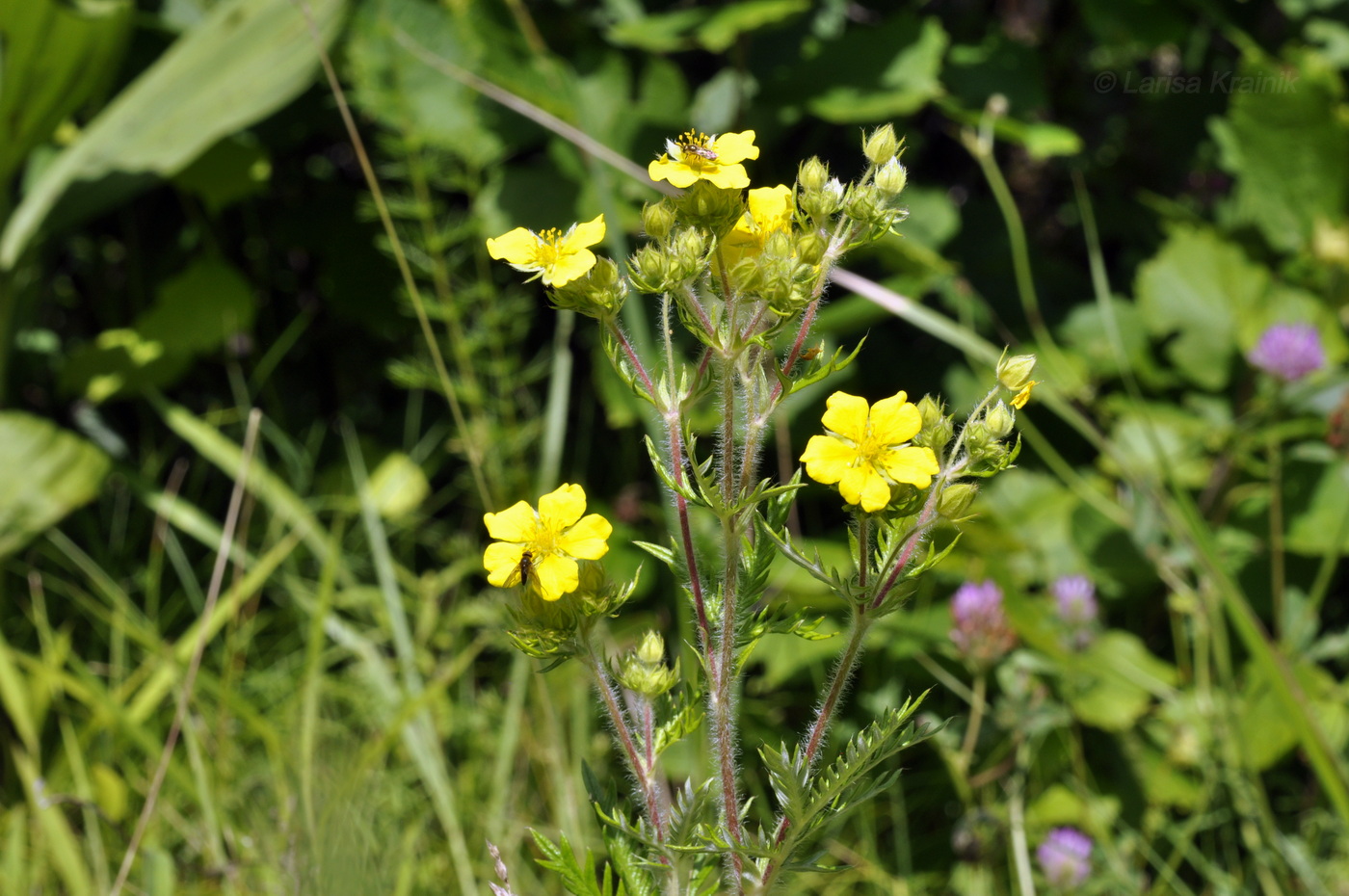 Image of Potentilla chinensis specimen.