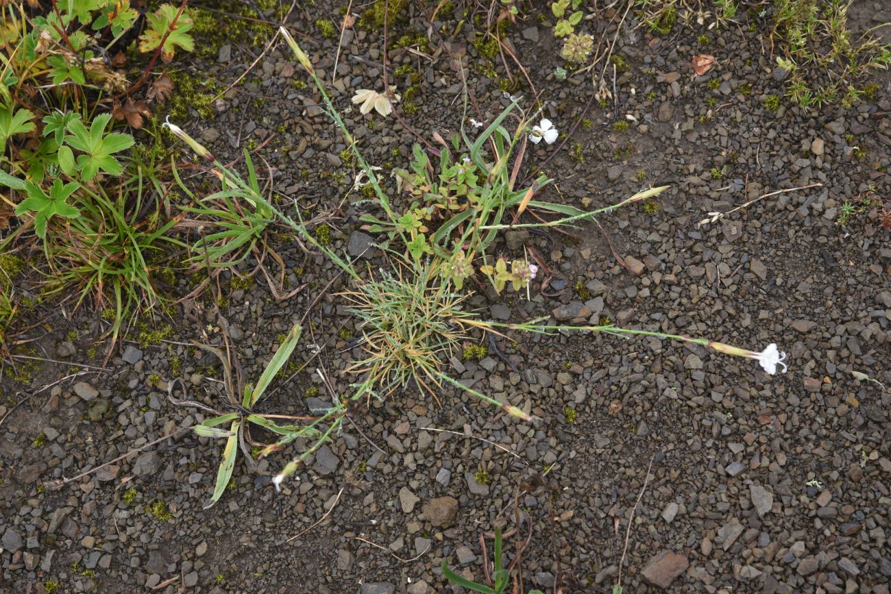 Изображение особи Dianthus cretaceus.