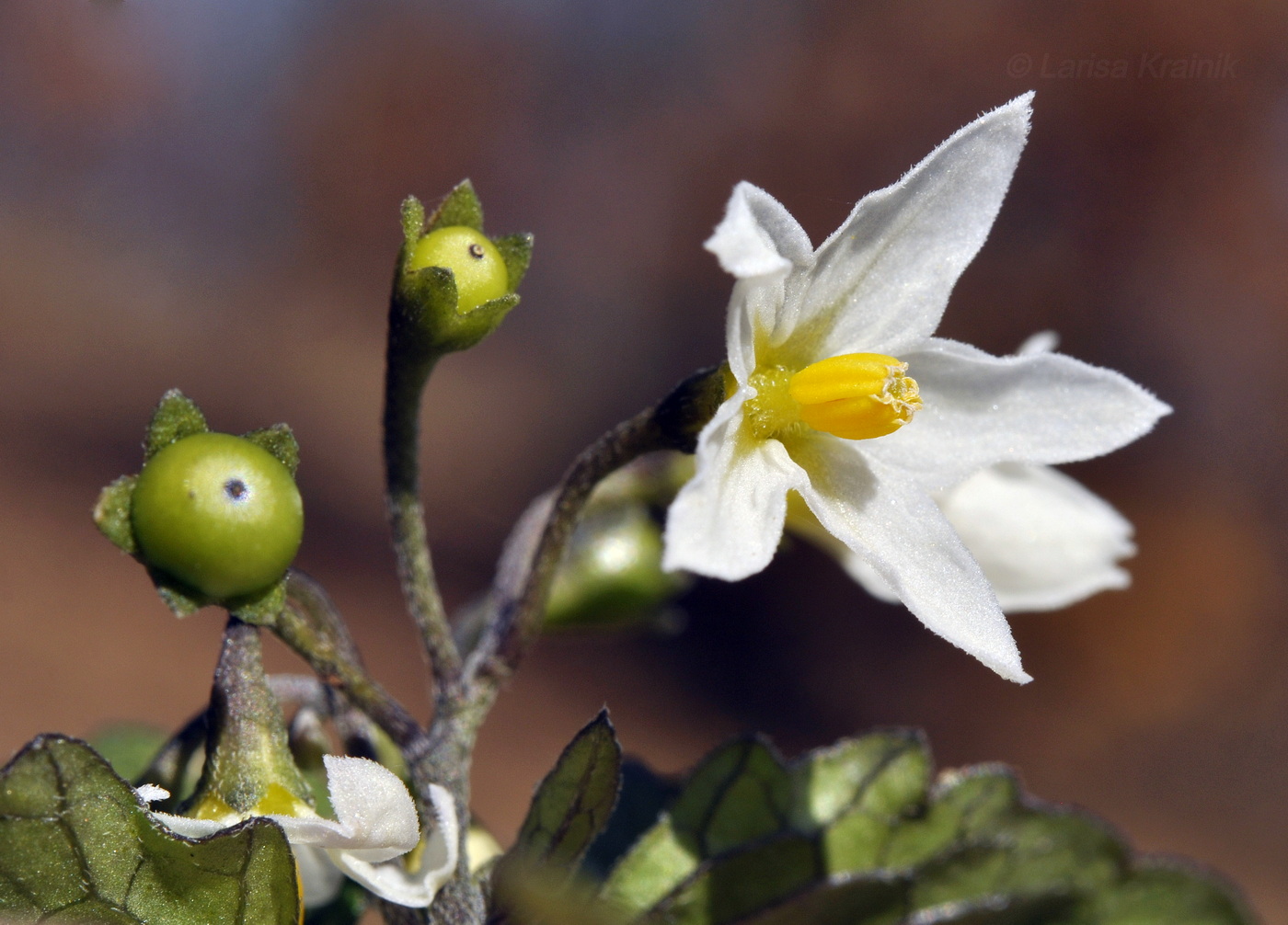 Image of Solanum nigrum specimen.