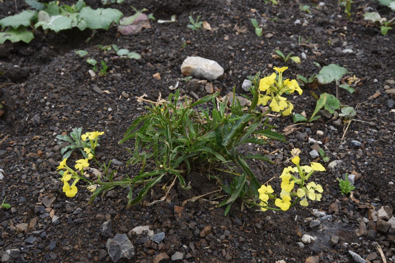 Image of genus Erysimum specimen.