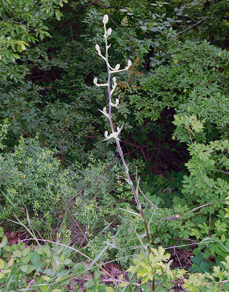 Image of Lactuca tuberosa specimen.