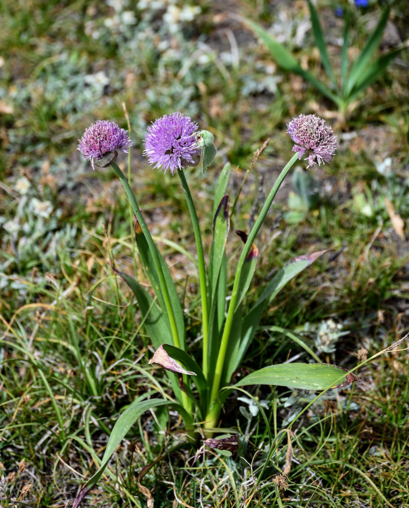 Изображение особи Allium platyspathum.