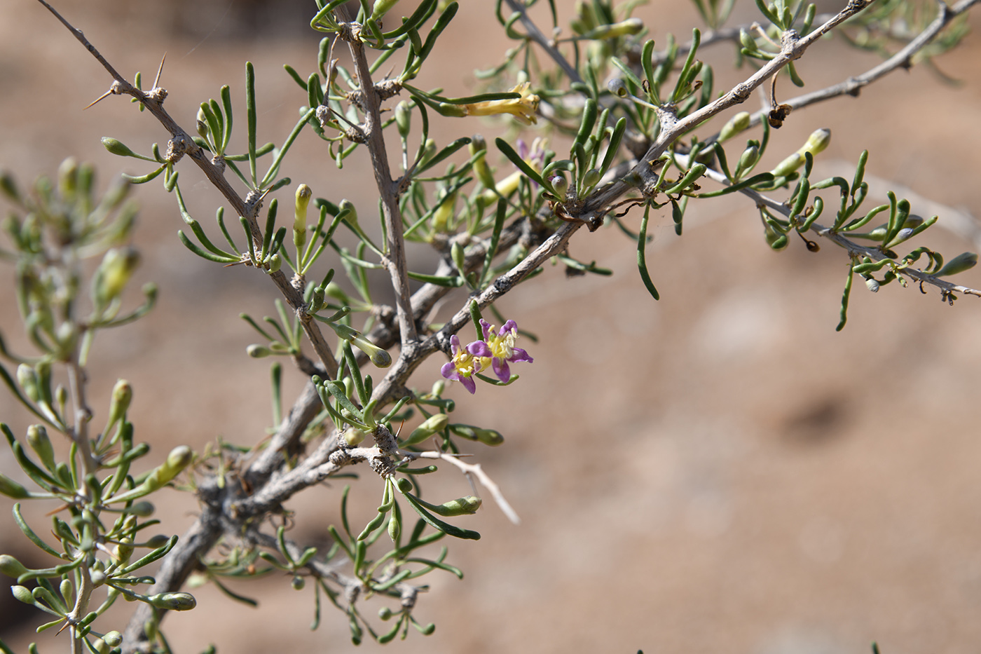 Image of Lycium ruthenicum specimen.