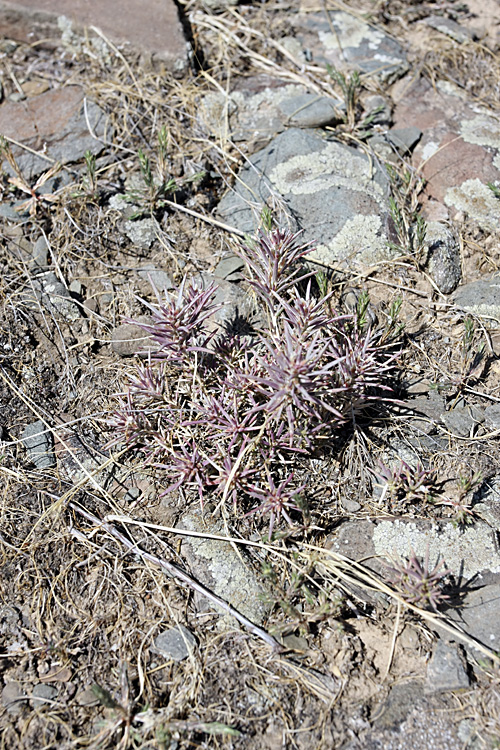 Image of Rhaphidophyton regelii specimen.