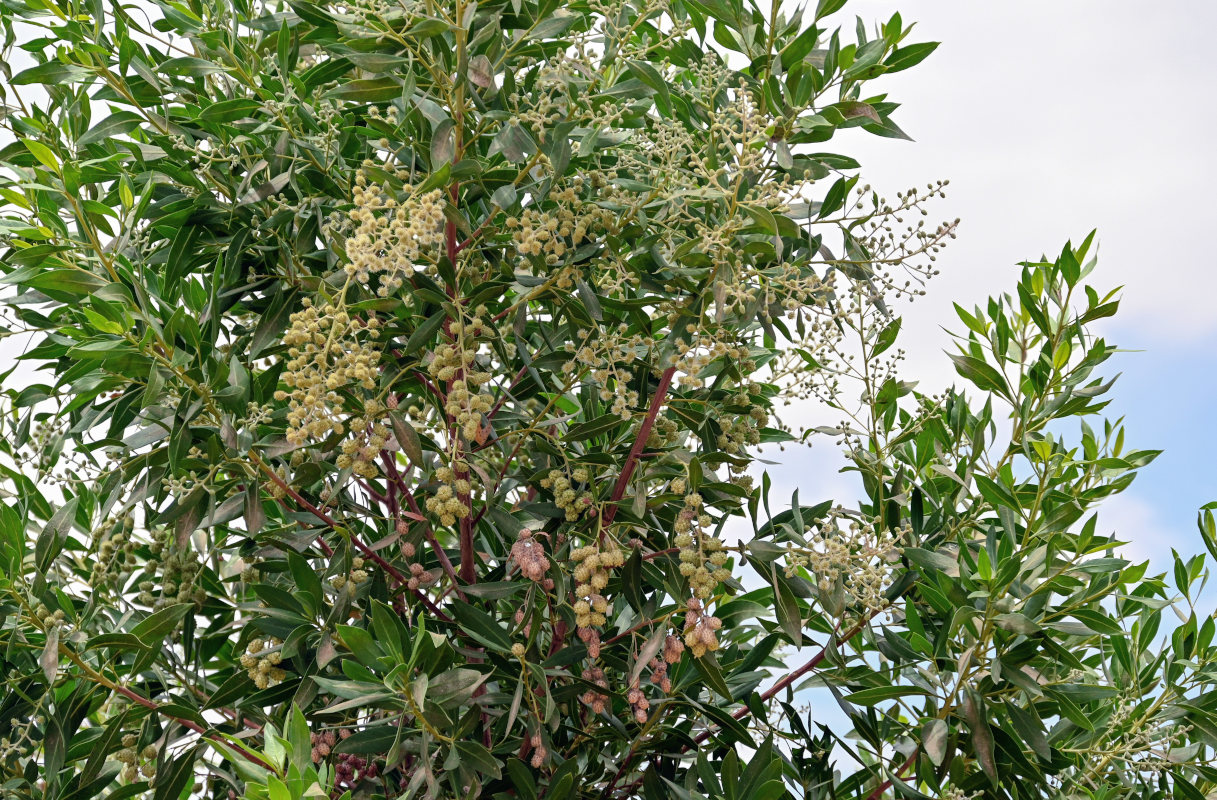 Изображение особи Conocarpus erectus.