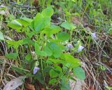 Смотреть изображение род Viola