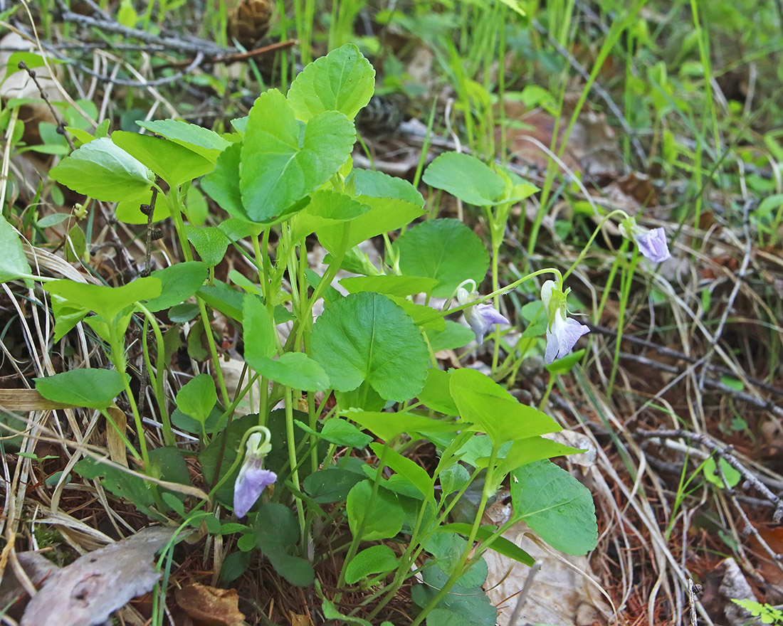 Изображение особи род Viola.