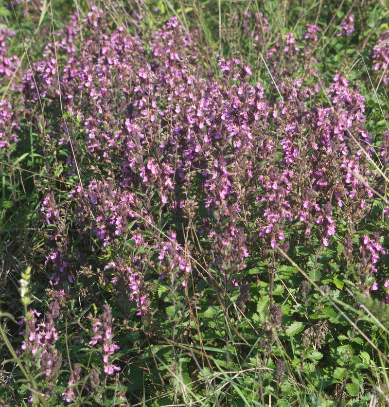 Image of Teucrium chamaedrys specimen.