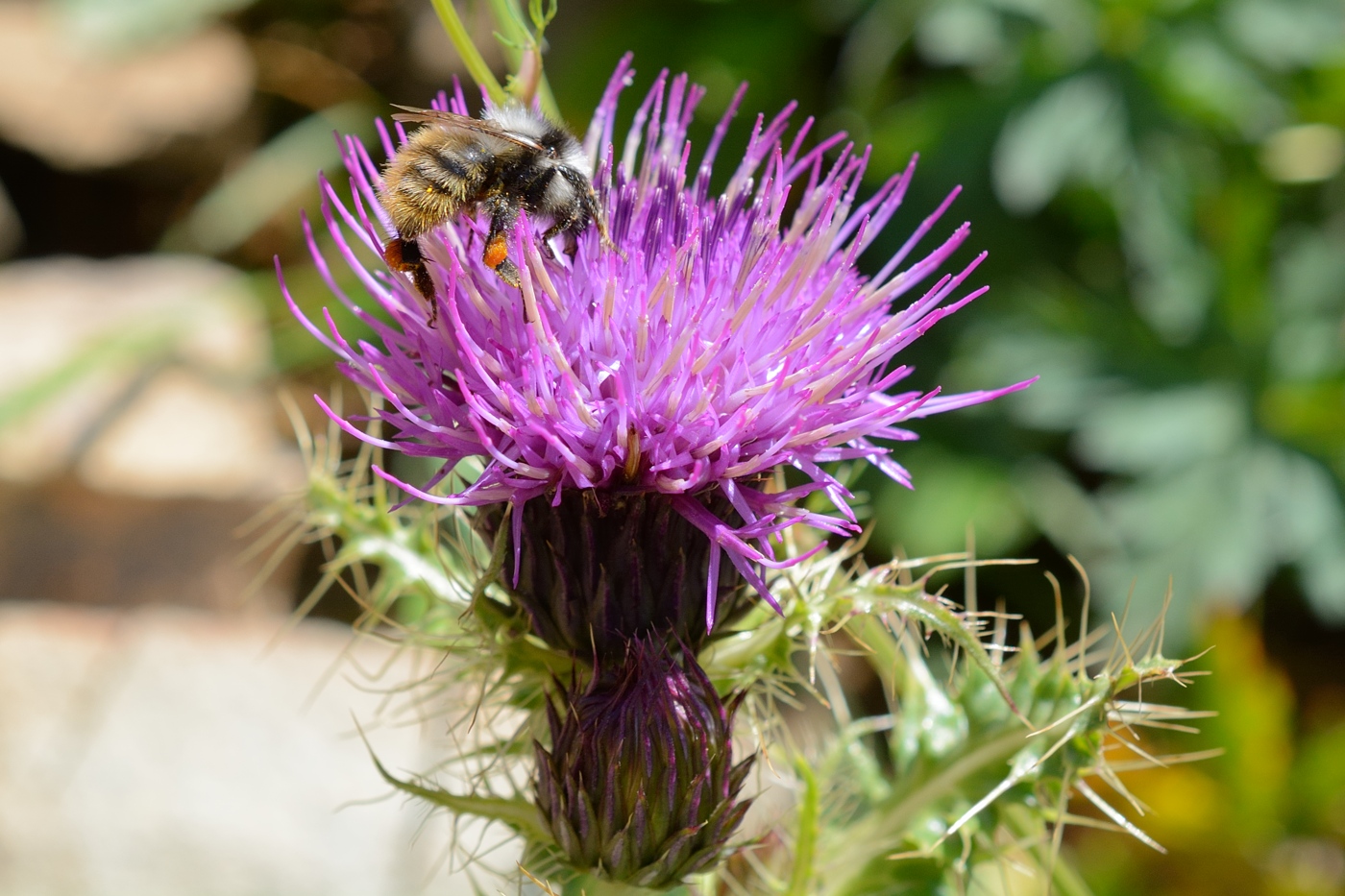 Изображение особи Cirsium simplex.