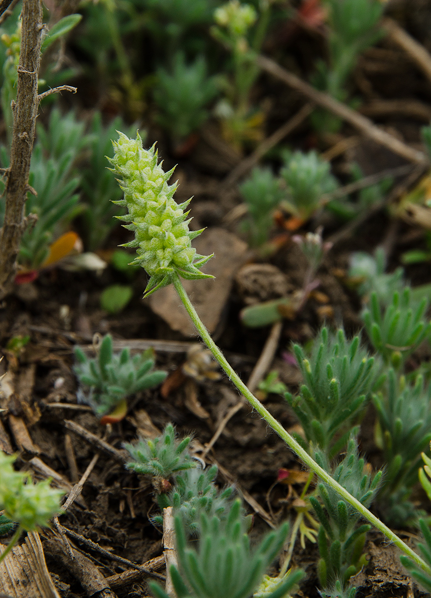 Изображение особи Ceratocephala orthoceras.