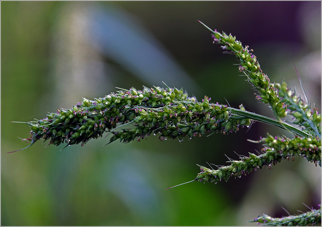 Изображение особи Echinochloa crus-galli.