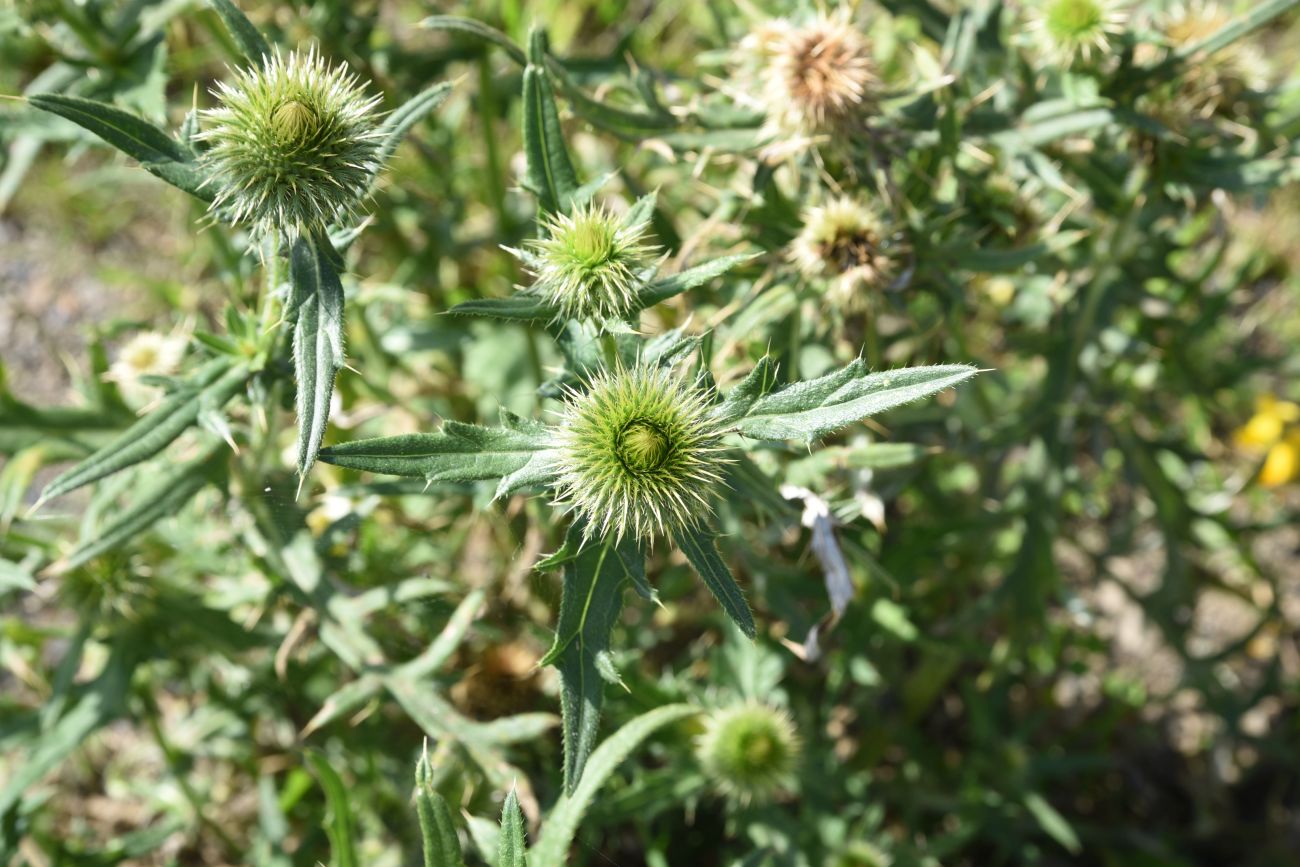 Изображение особи род Cirsium.