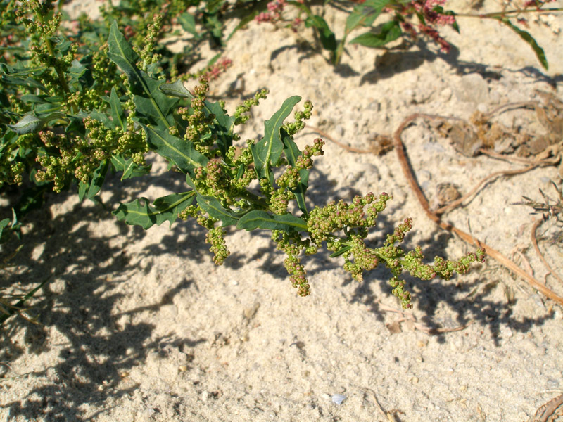 Image of Oxybasis glauca specimen.