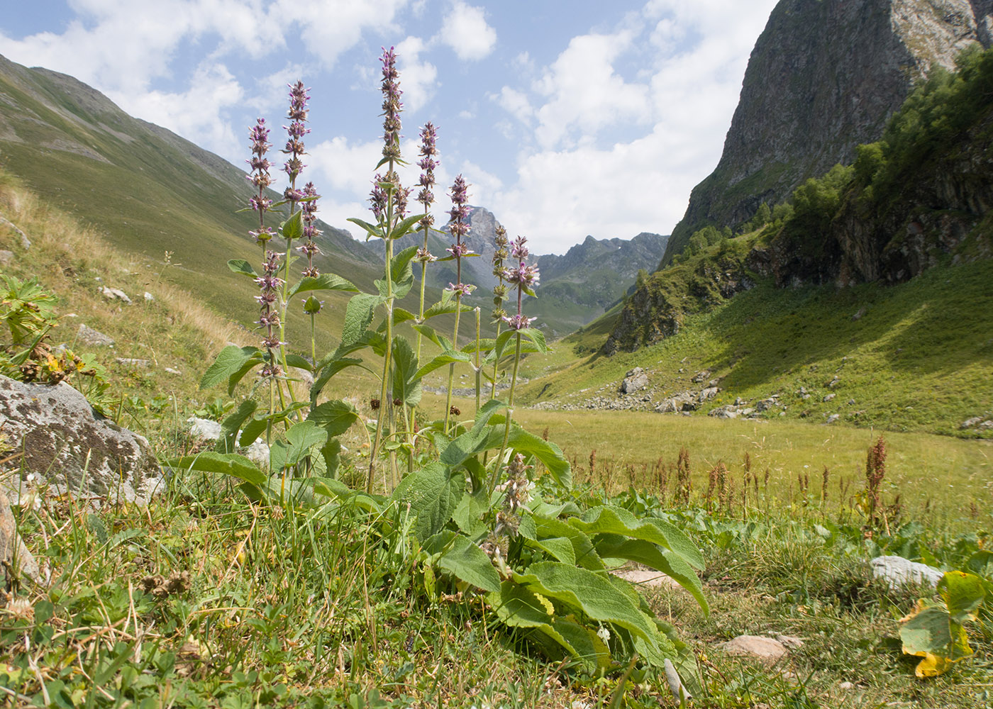 Изображение особи Stachys spectabilis.