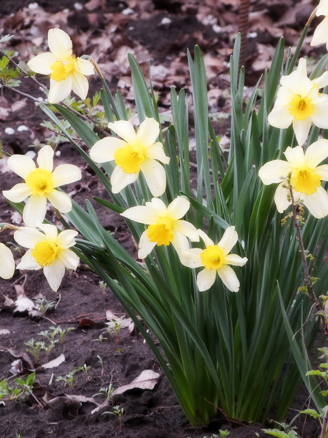 Image of genus Narcissus specimen.