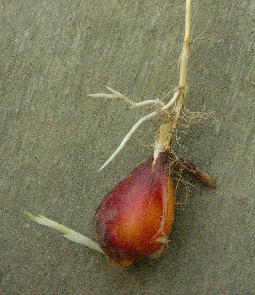 Image of Elytrigia repens specimen.