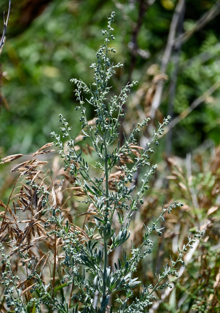 Изображение особи Artemisia absinthium.