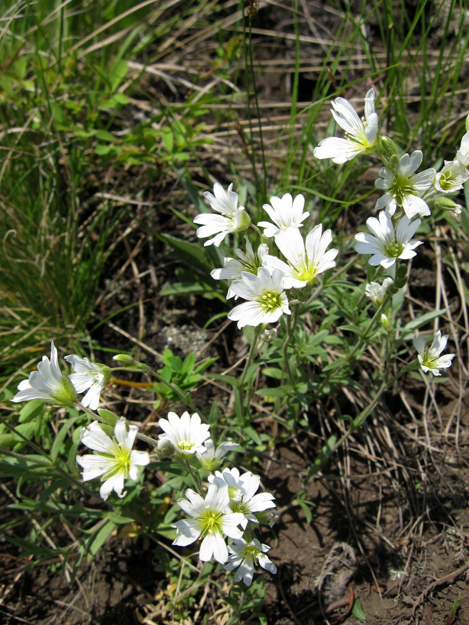 Image of Cerastium arvense specimen.