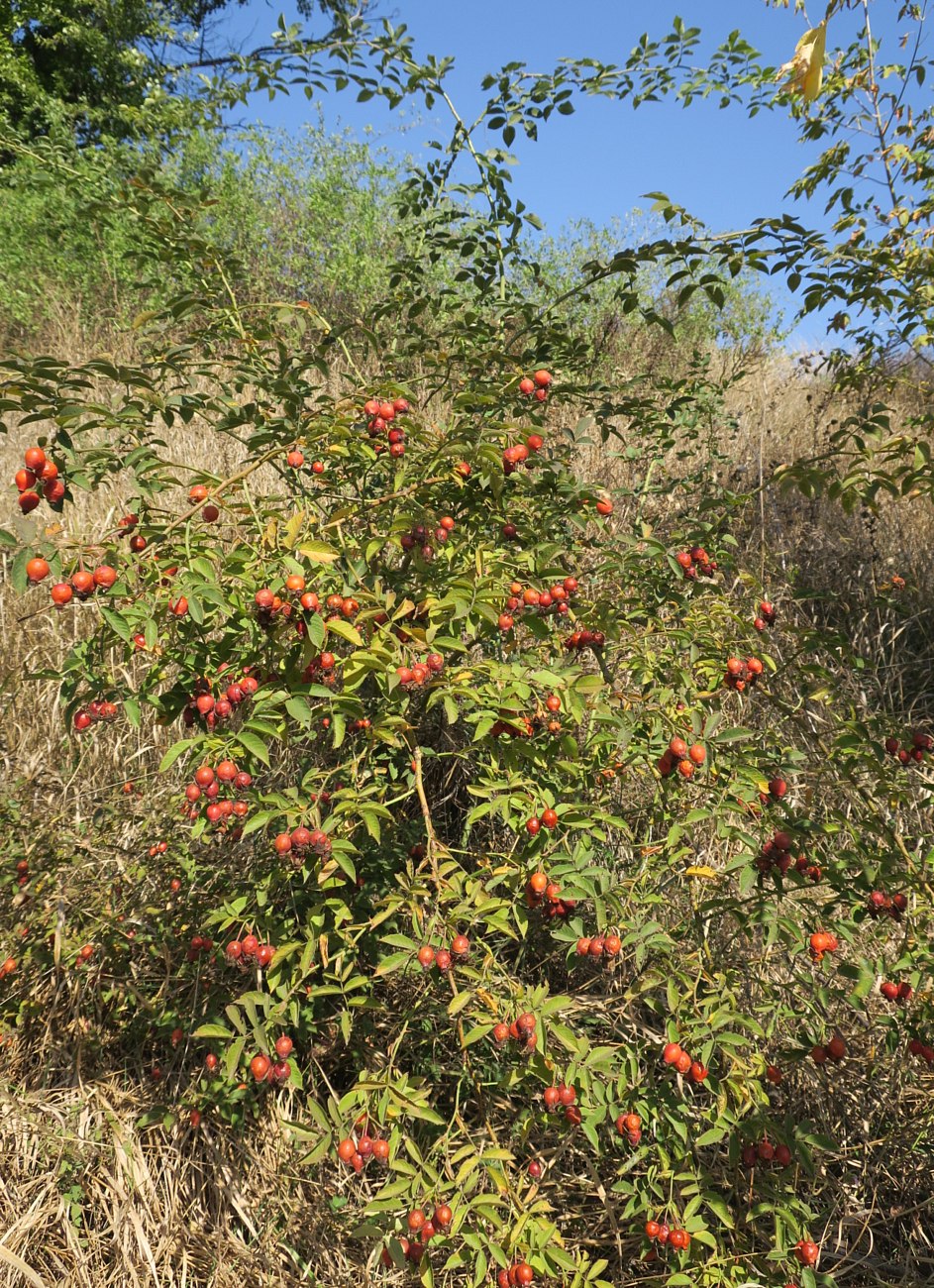 Изображение особи Rosa kalmiussica.