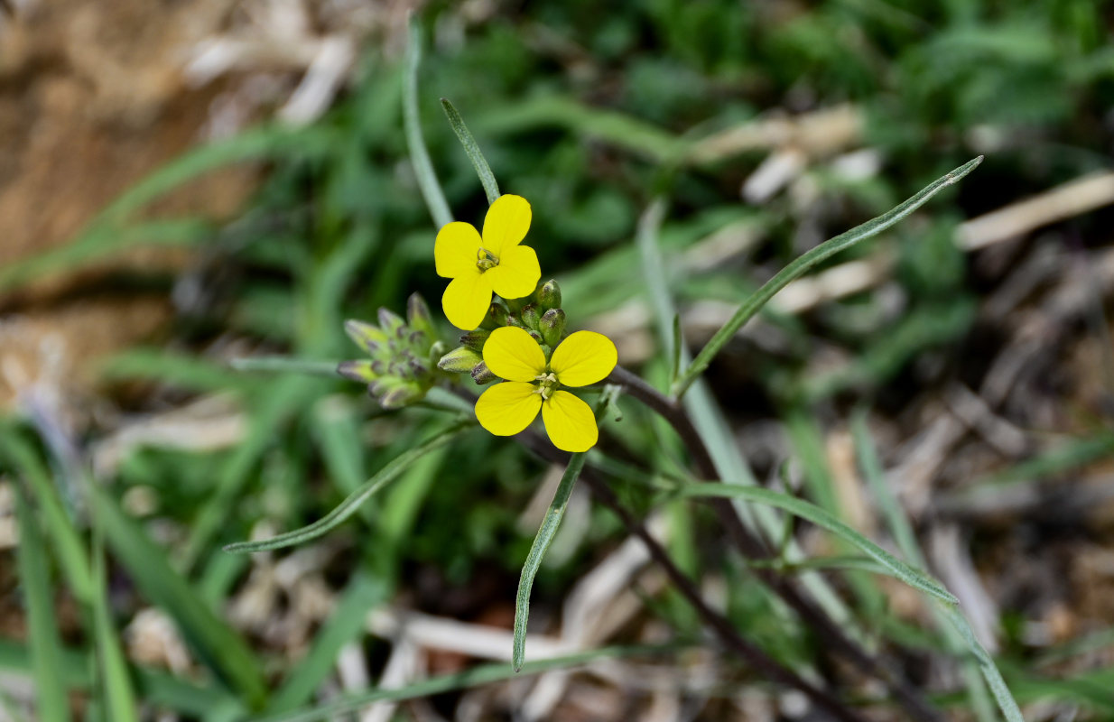 Image of Erysimum substrigosum specimen.