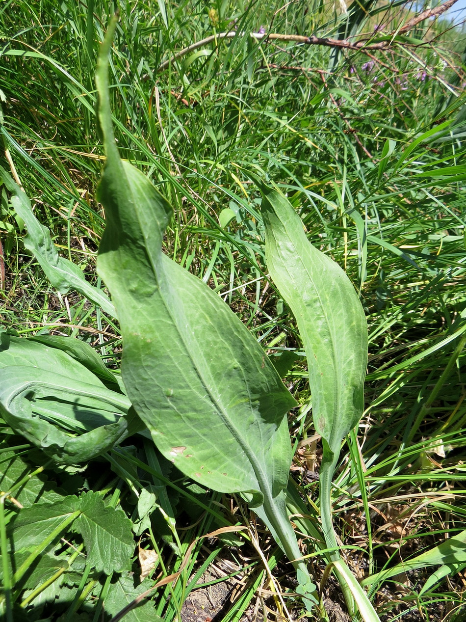 Image of Scorzonera franchetii specimen.