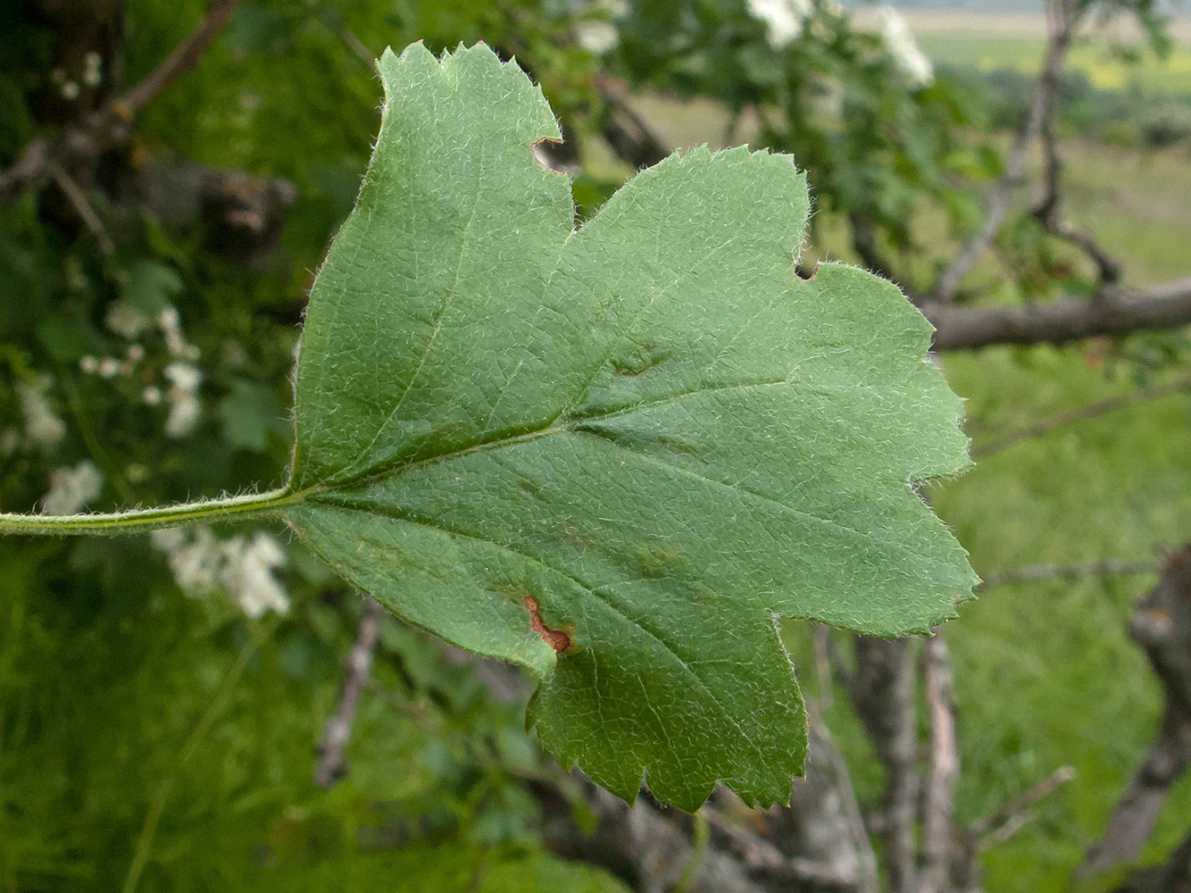 Image of Crataegus pentagyna specimen.