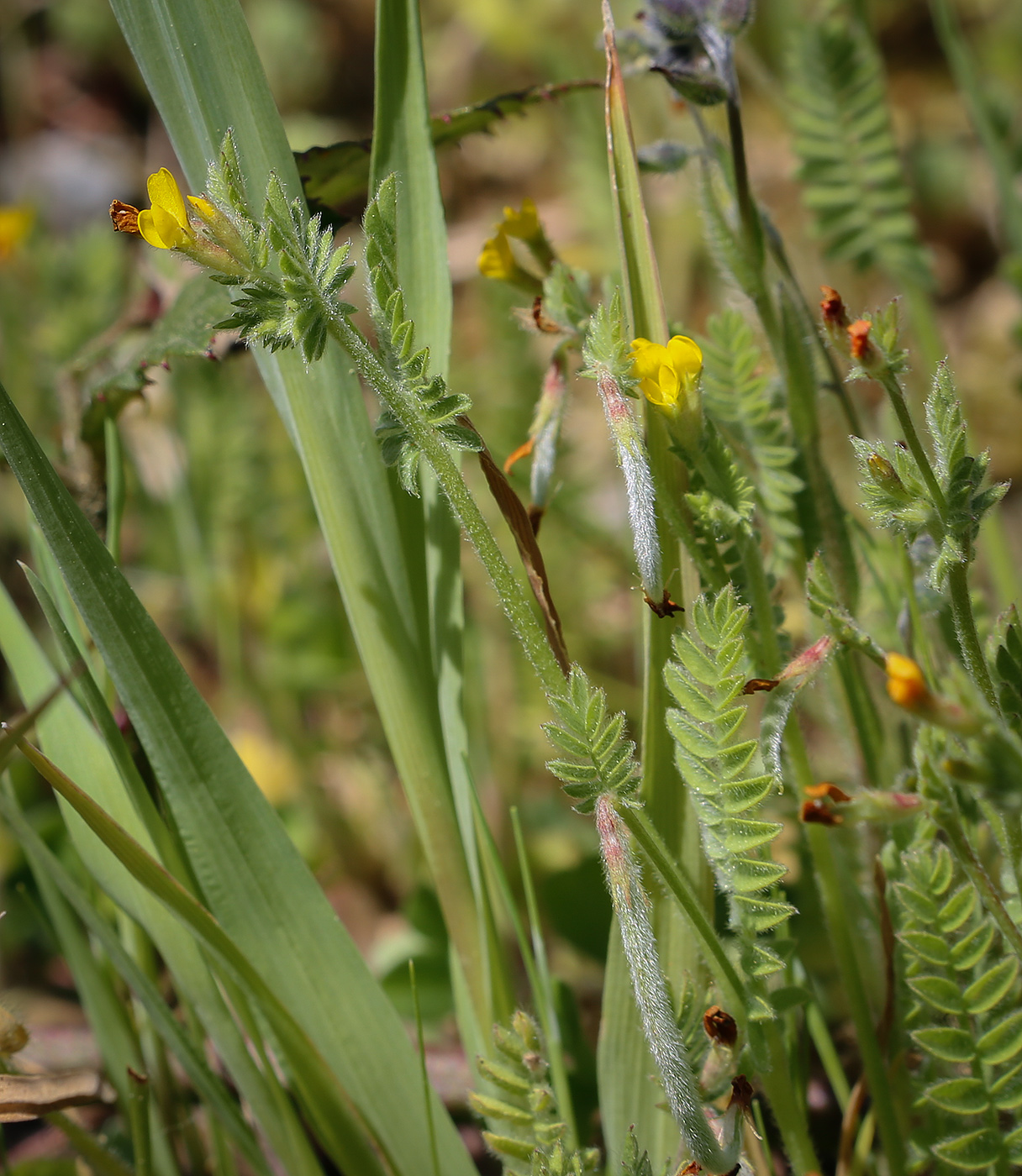 Изображение особи Ornithopus compressus.