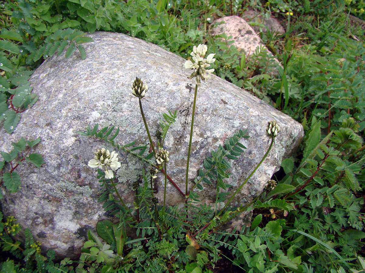 Изображение особи Oxytropis meinshausenii.