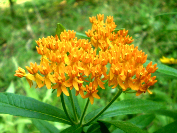 Image of Asclepias tuberosa specimen.