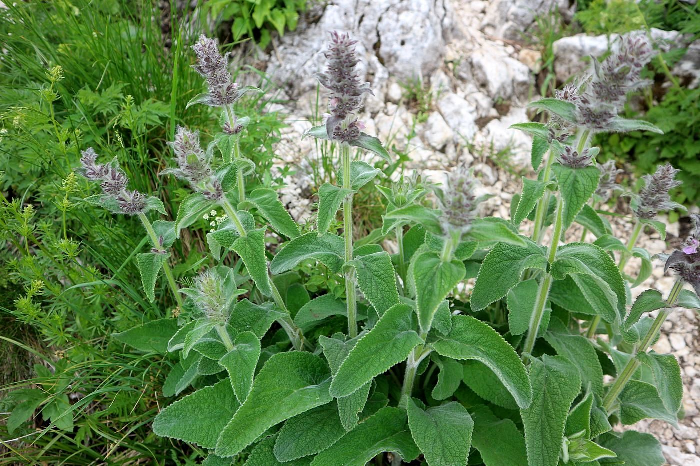 Image of Stachys germanica specimen.