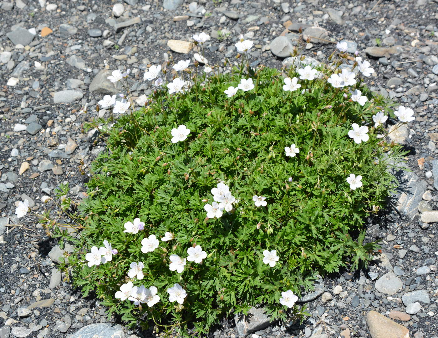 Изображение особи род Geranium.