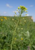 Camelina microcarpa. Соцветие с цветками и завязавшимися плодами. Карачаево-Черкесия, Зеленчукский р-н, гора Джисса, ≈ 1600 м н.у.м., субальпийский луг. 14.06.2024.