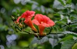 Campsis radicans. Соцветие с цветками и бутонами. Грузия, г. Тбилиси, в культуре. 10.06.2023.