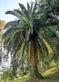 Phoenix canariensis. Вегетирующее растение. Грузия, Аджария, Батумский ботанический сад, в культуре. 16.06.2023.