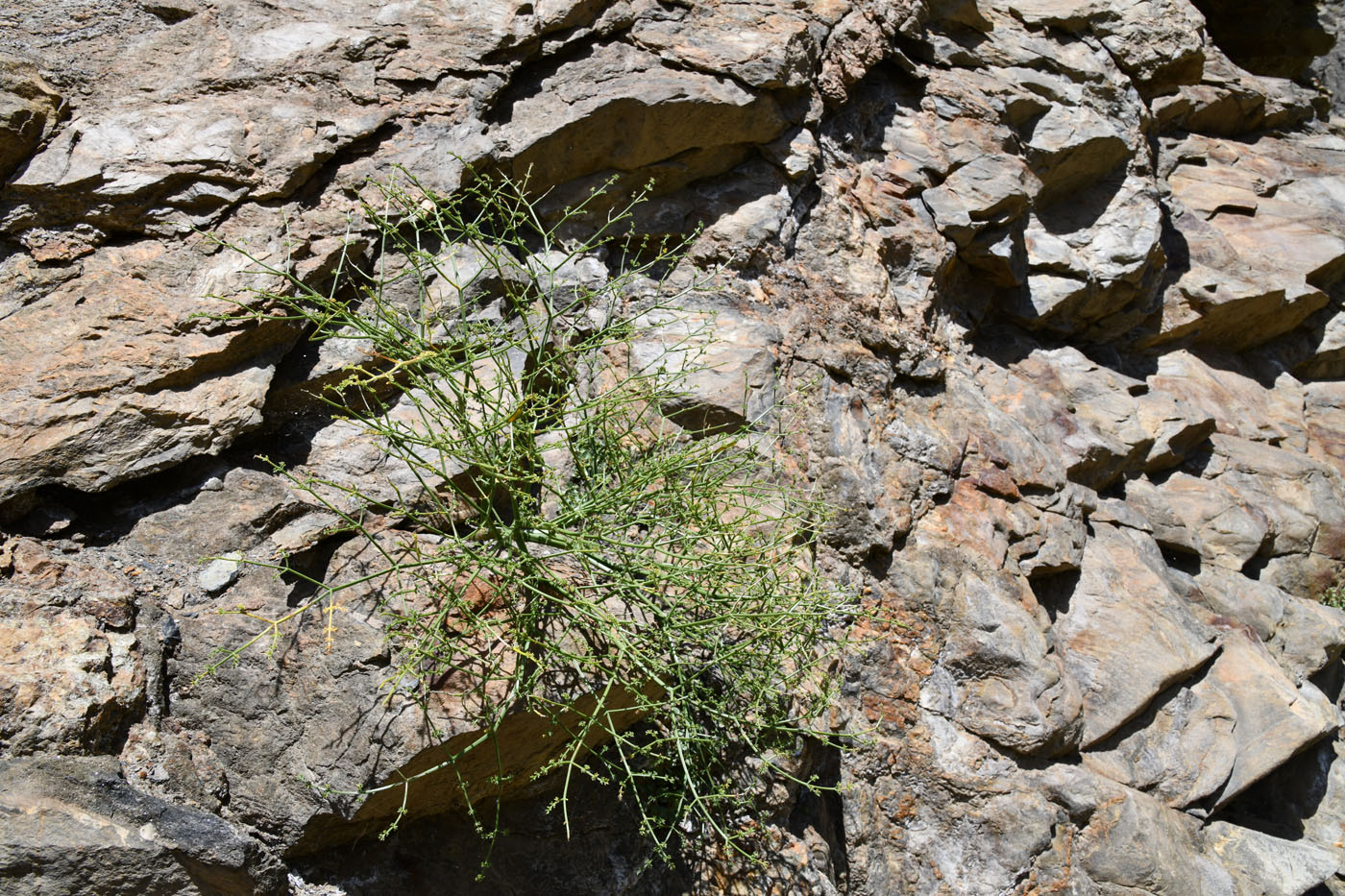 Image of Ferula grigoriewii specimen.