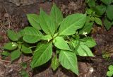 Impatiens parviflora