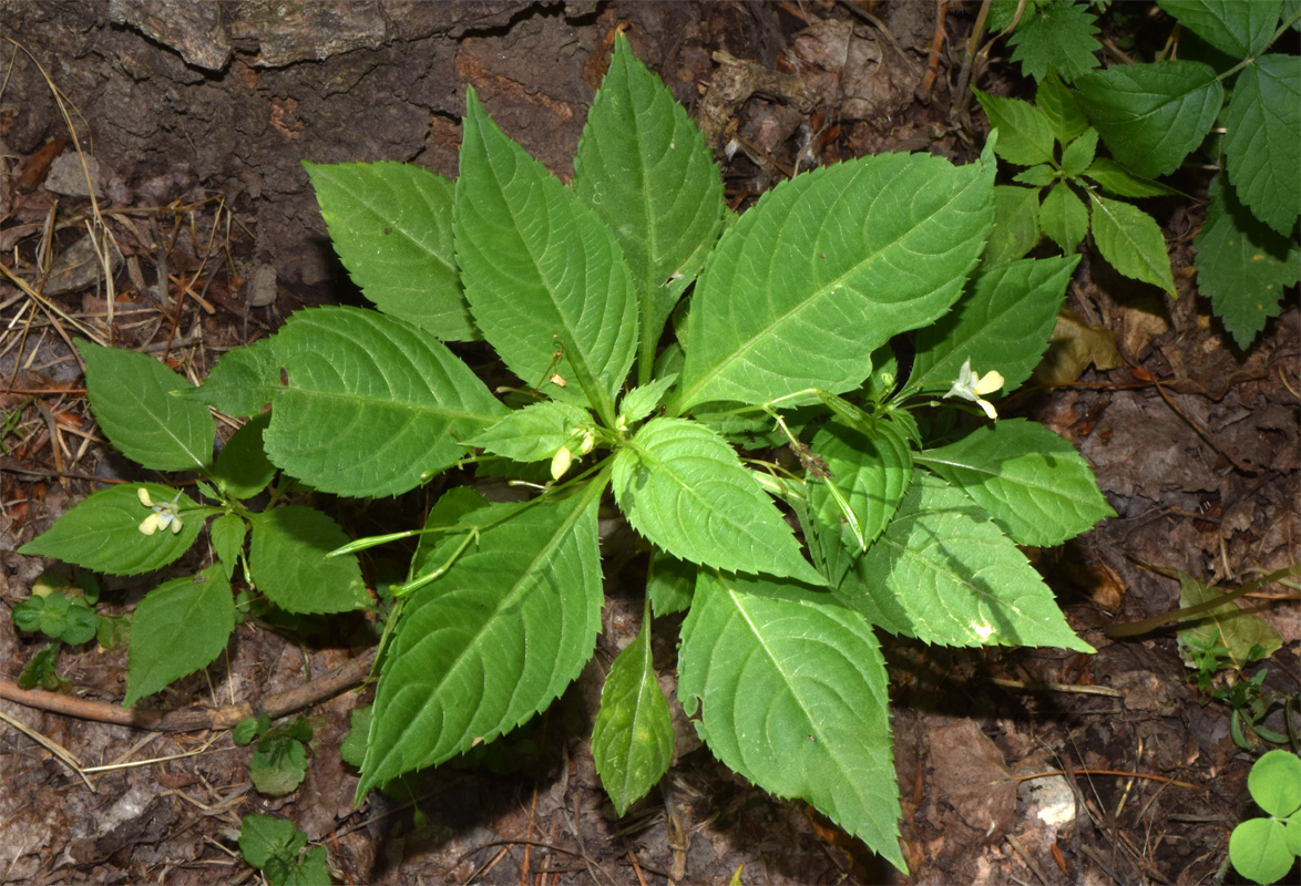 Image of Impatiens parviflora specimen.