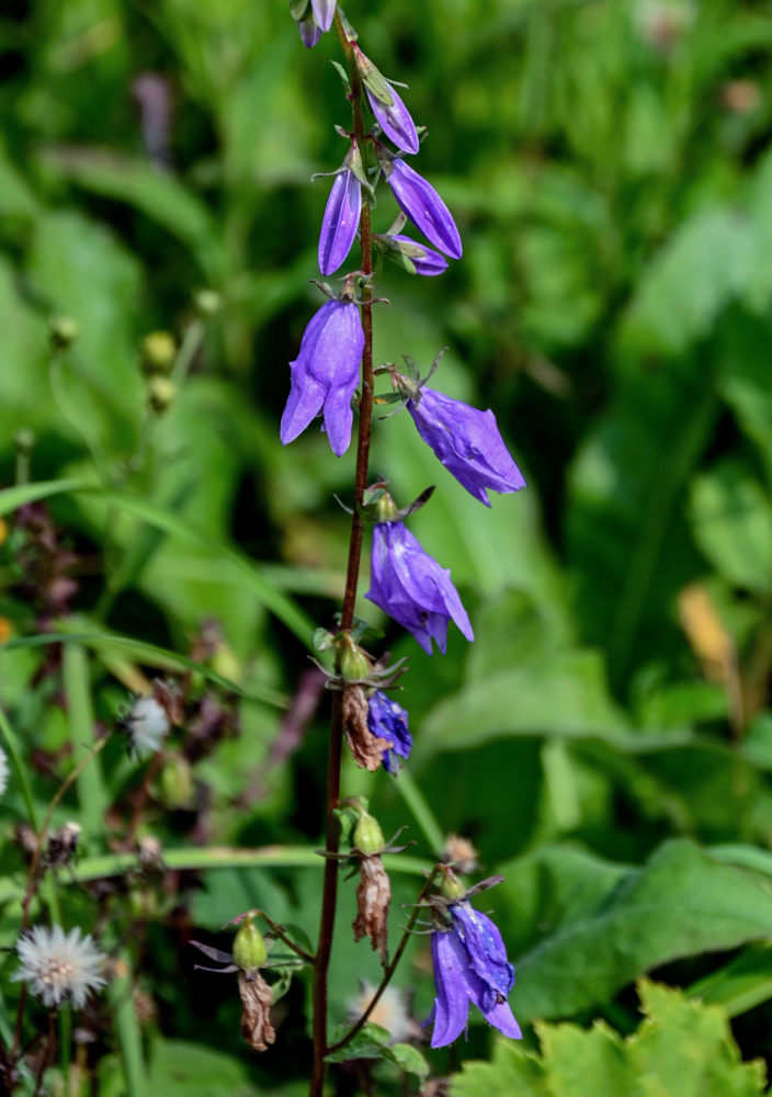 Image of Campanula rapunculoides specimen.