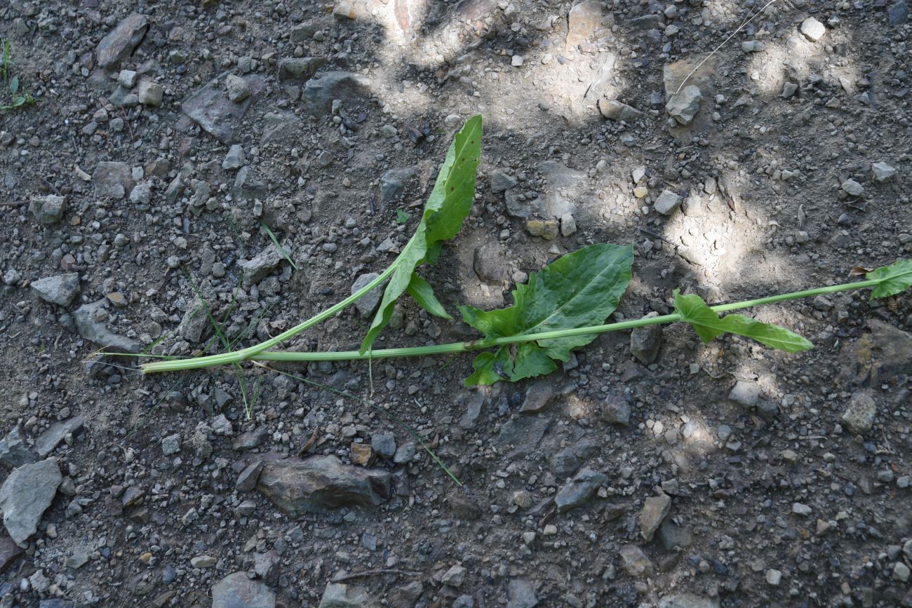 Image of genus Rumex specimen.