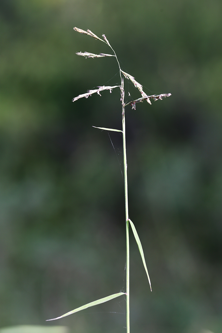 Image of Cleistogenes hancei specimen.