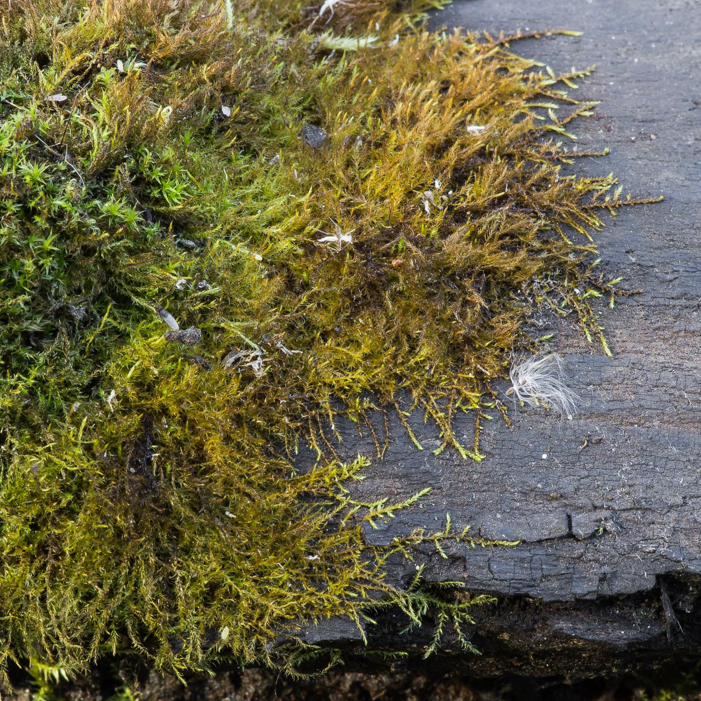 Изображение особи Hygroamblystegium humile.